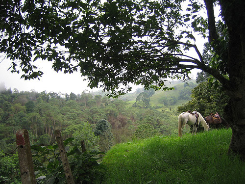 Horses in Colombia Horses in Colombia