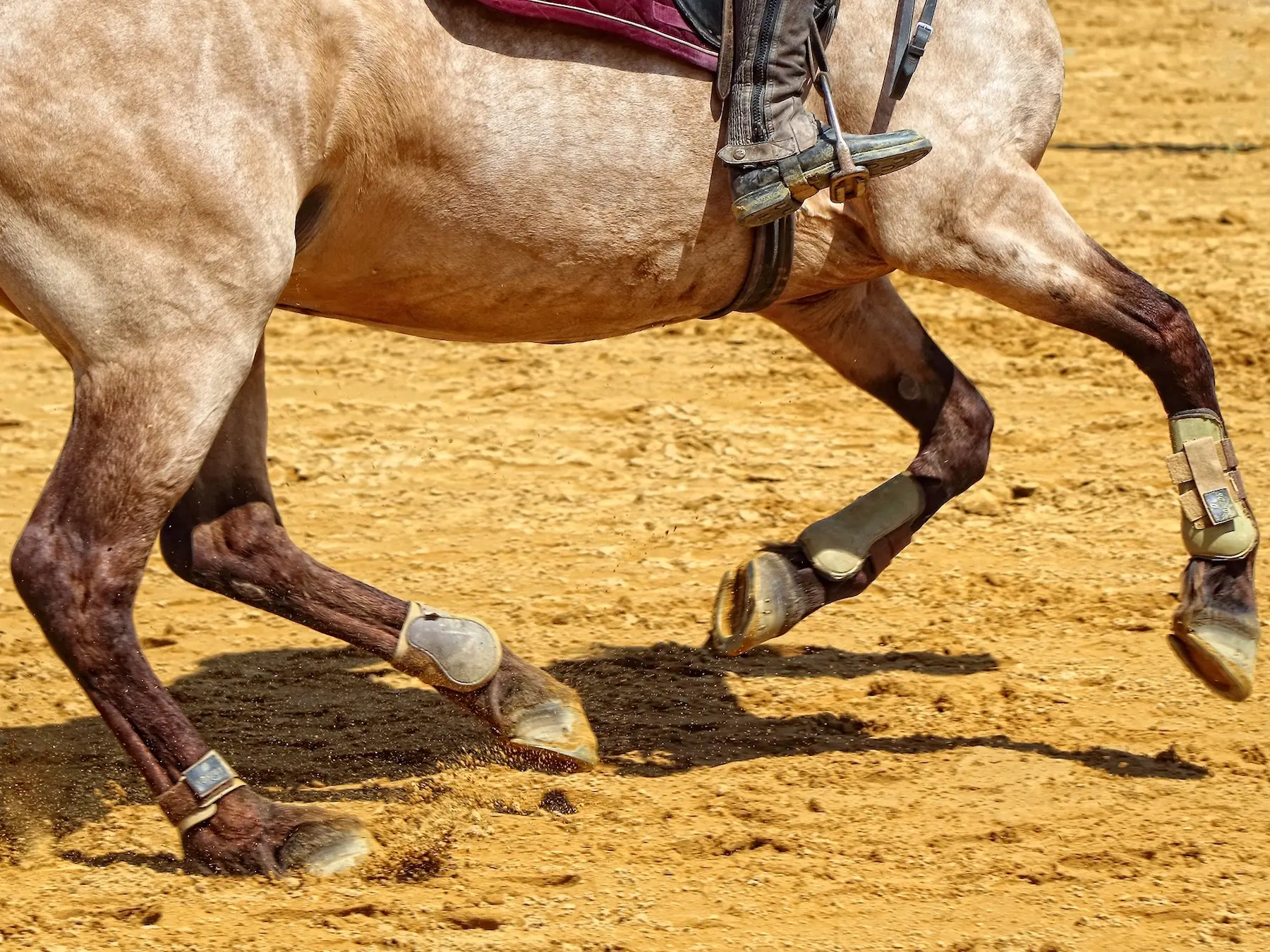 Horse with colored sock markings