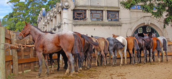 Tied up Horses