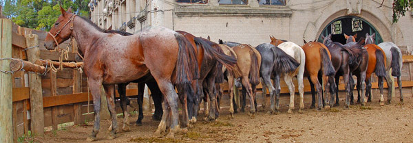 Just part of the rainbow Horses of different colors