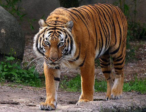 Cute Pics Of Tigers. Corbett#39;s Tiger