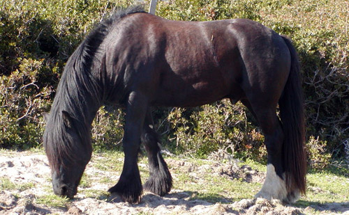 Corsican Horse