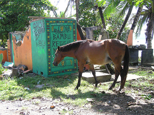 Horse in Costa Rica Horse in Costa Rica