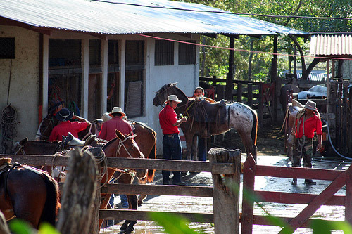 Horses in Costa Rica Horses in Costa Rica