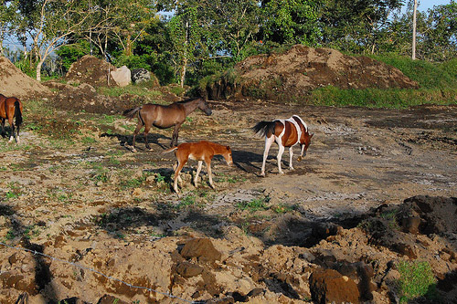 Horses Costa Rica Horses in Costa Rica