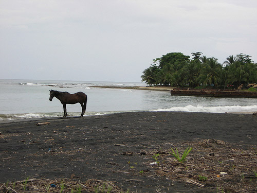 Horse in Costa Rica