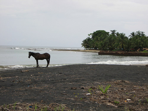 Horse in Puerto Viejo, Costa Rica Horse in Costa Rica