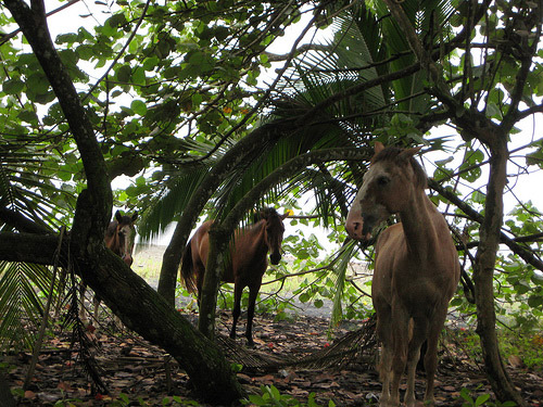 Horses in Puerto Viejo, Costa Rica Horses in Costa Rica