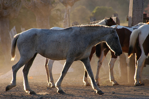 Grey Horse in Costa Rica Horses in Costa Rica