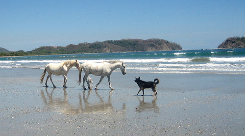 Samara horses and dogs in Costa Rica Horses in Costa Rica