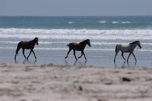 Horses in Costa Rica