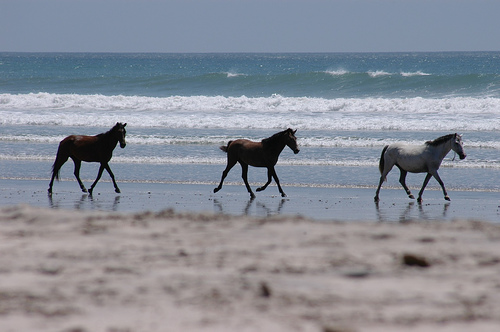 Wild horses in Costa Rica Horses in Costa Rica