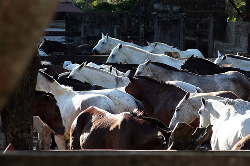 Horses in Costa Rica Horses in Costa Rica