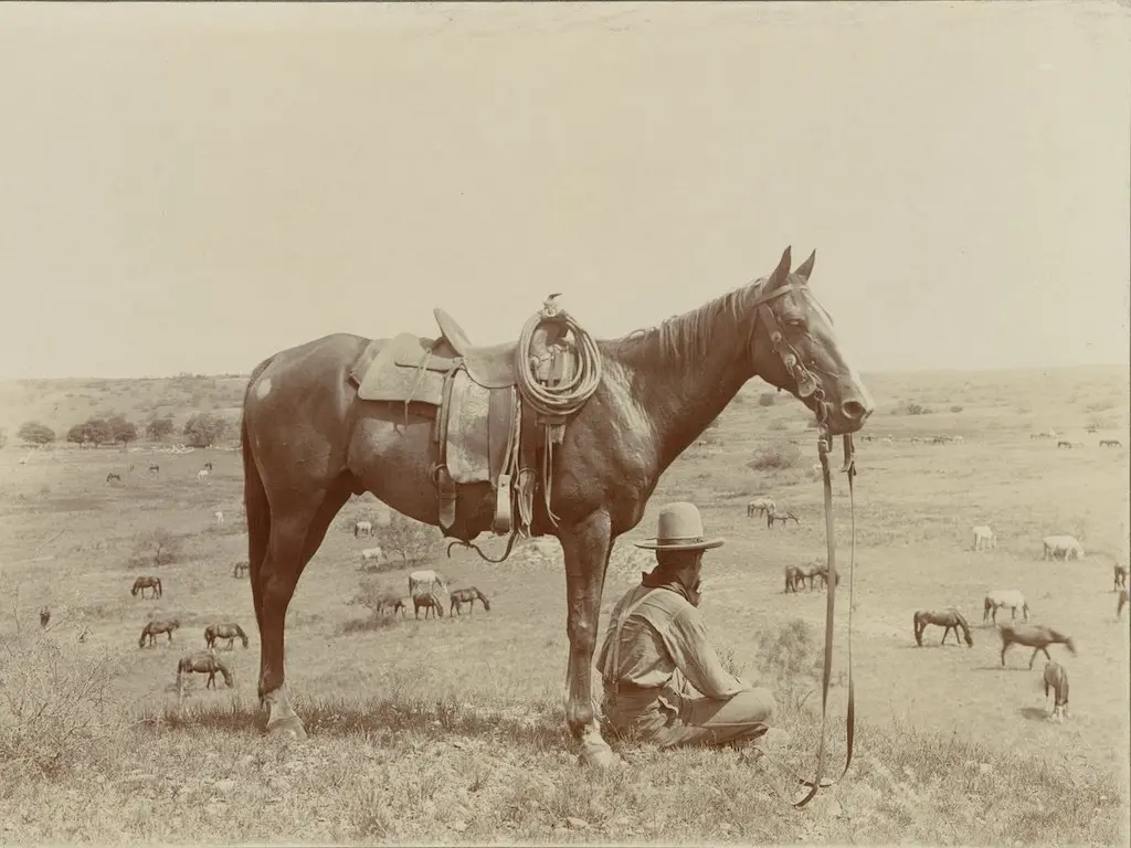 Mountain Pleasure Horse
