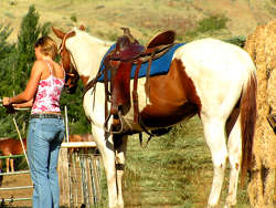 Horse Trainer