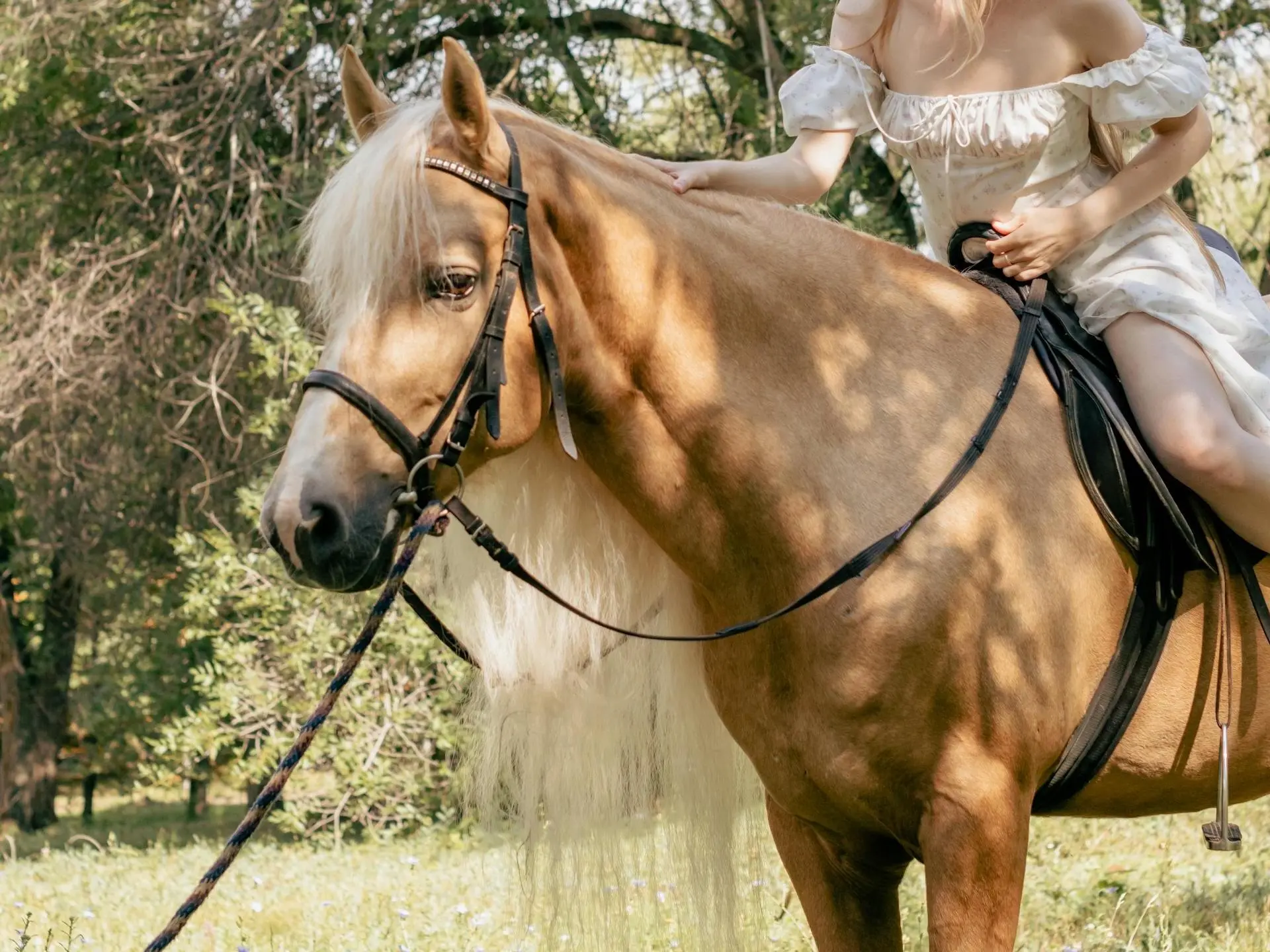 Palomino