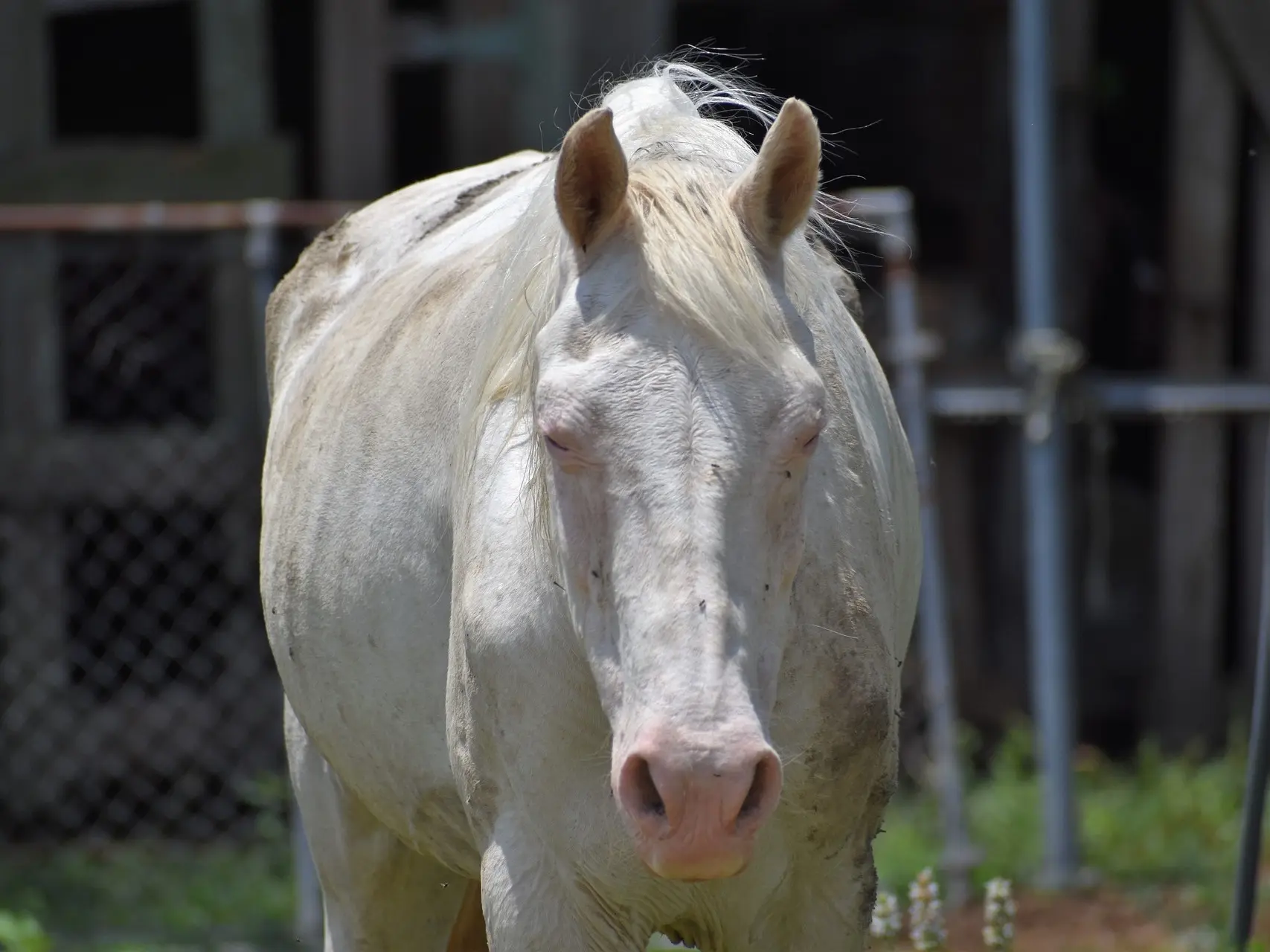 Horse with pink skin