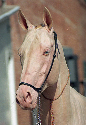 Cremello Horse