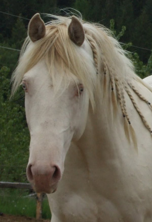 Cremello Horse