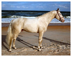 Dark Cremello Horse