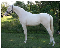 Light Cremello Horse