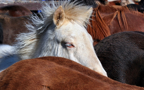 A cremello horse in a heard of brown