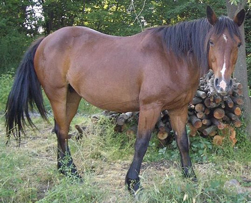 Criollo Horse