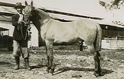 Crioulo Horse