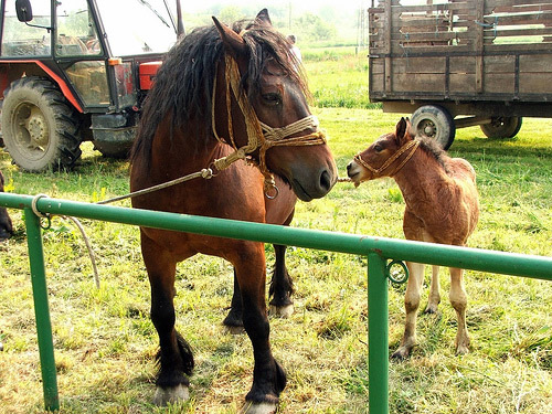 Mare and Foal in Croatia Horse in Croatia
