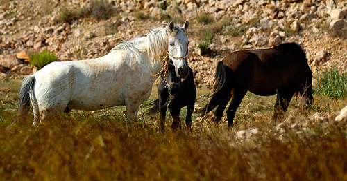 Wild Horses in Croatia Horse in Croatia