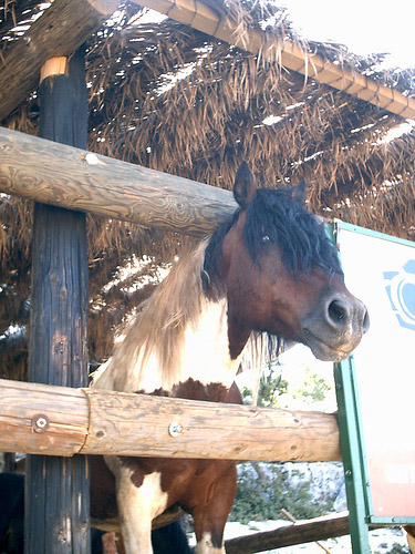 Horse in Croatia Horse in Croatia