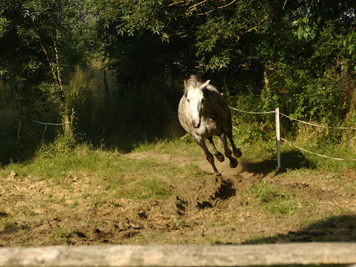 Runaway Horse in Croatia Horse in Croatia