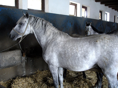 Lipizzaner in Croatia Horse in Croatia