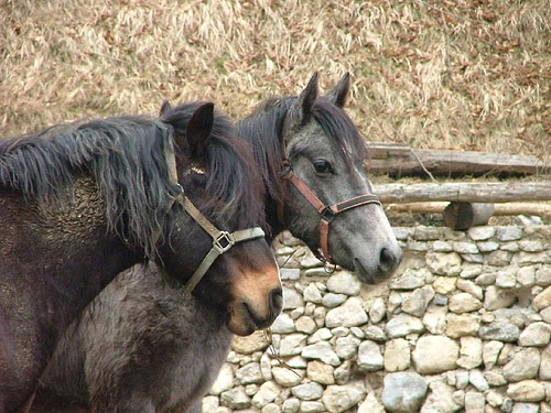 Horse in Croatia
