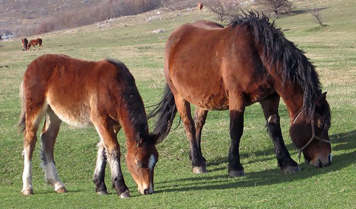 Croatian Coldblood Horse
