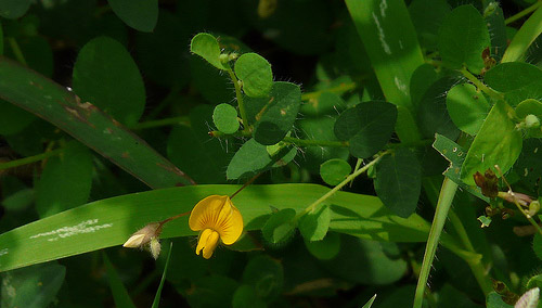 Crotalaria