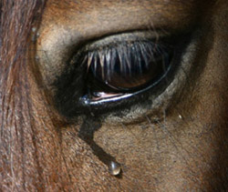 Crying Horse