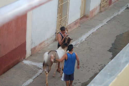 Horse and men in Cuba