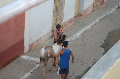 Horse and men in Cuba Horse and men in Cuba