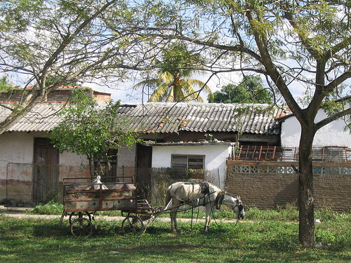 Horses and buggy in Cuba