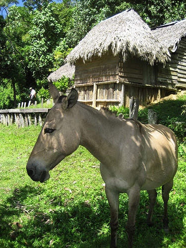 Ass in Cuba Ass in Cuba