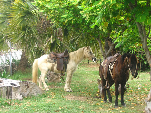 Horses in Varadero Cuba Horses in Varadero Cuba
