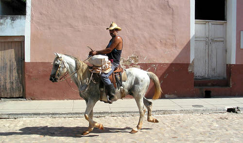 Cuban Paso Horse