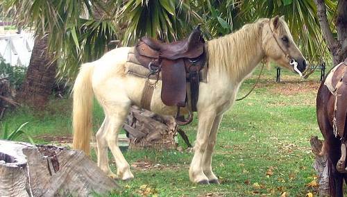Cuban Paso Horse