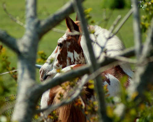 Horse Through the Trees
