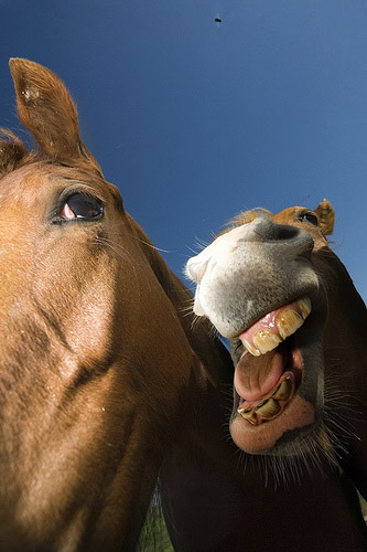 I'm all ears Horses