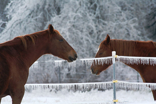 Look! Rain popsicles! Horses next to an icy fence