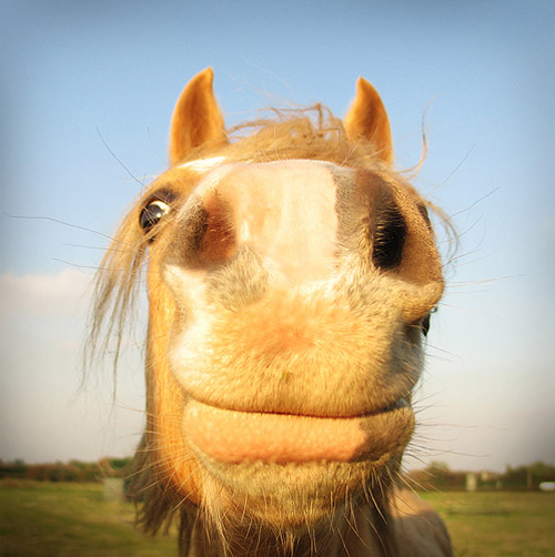 Big smile for the camera Horse smiling