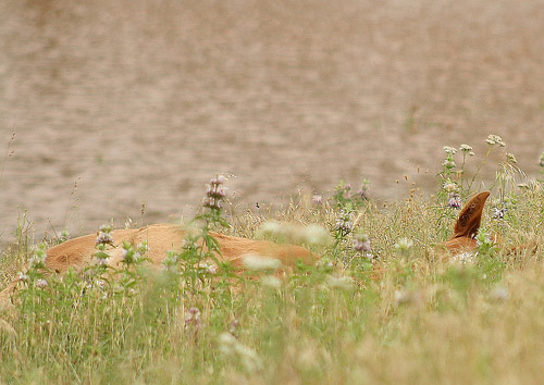 Flower Child Foal sleeping in the grass barely visible