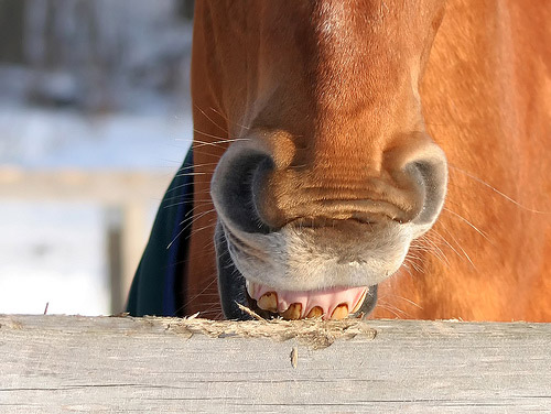 One of these days I'll get all the way through the fence Horse chewing on a fence